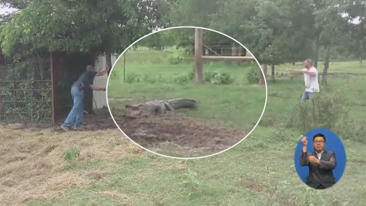 [지구촌 화제 영상] 송아지 농장 침입한 악어