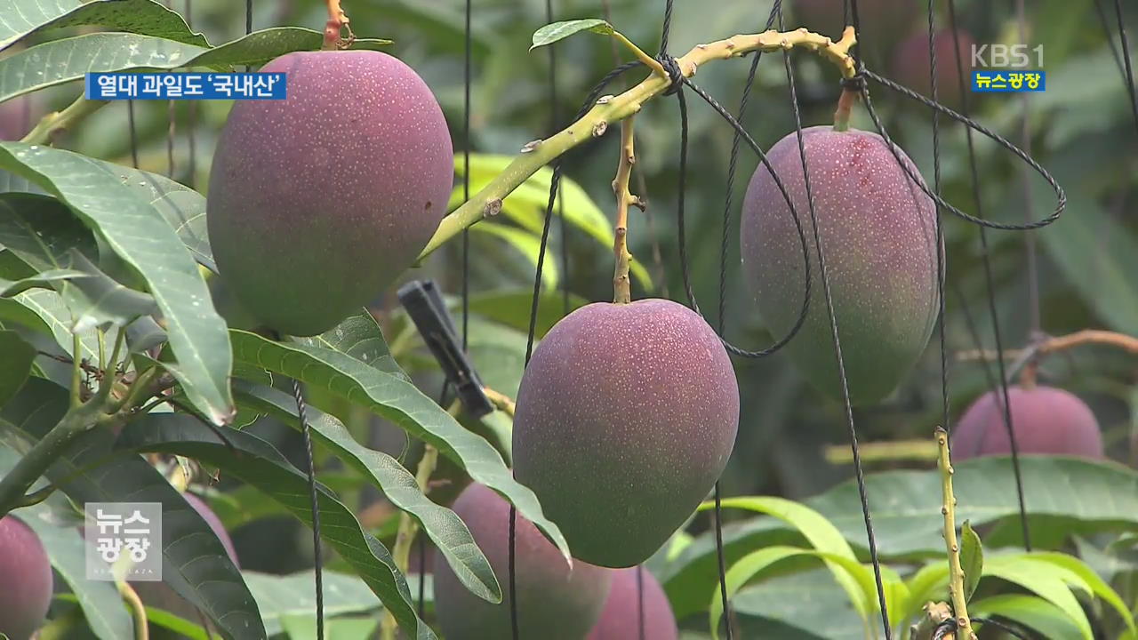 열대 과일 재배 한계선 북상