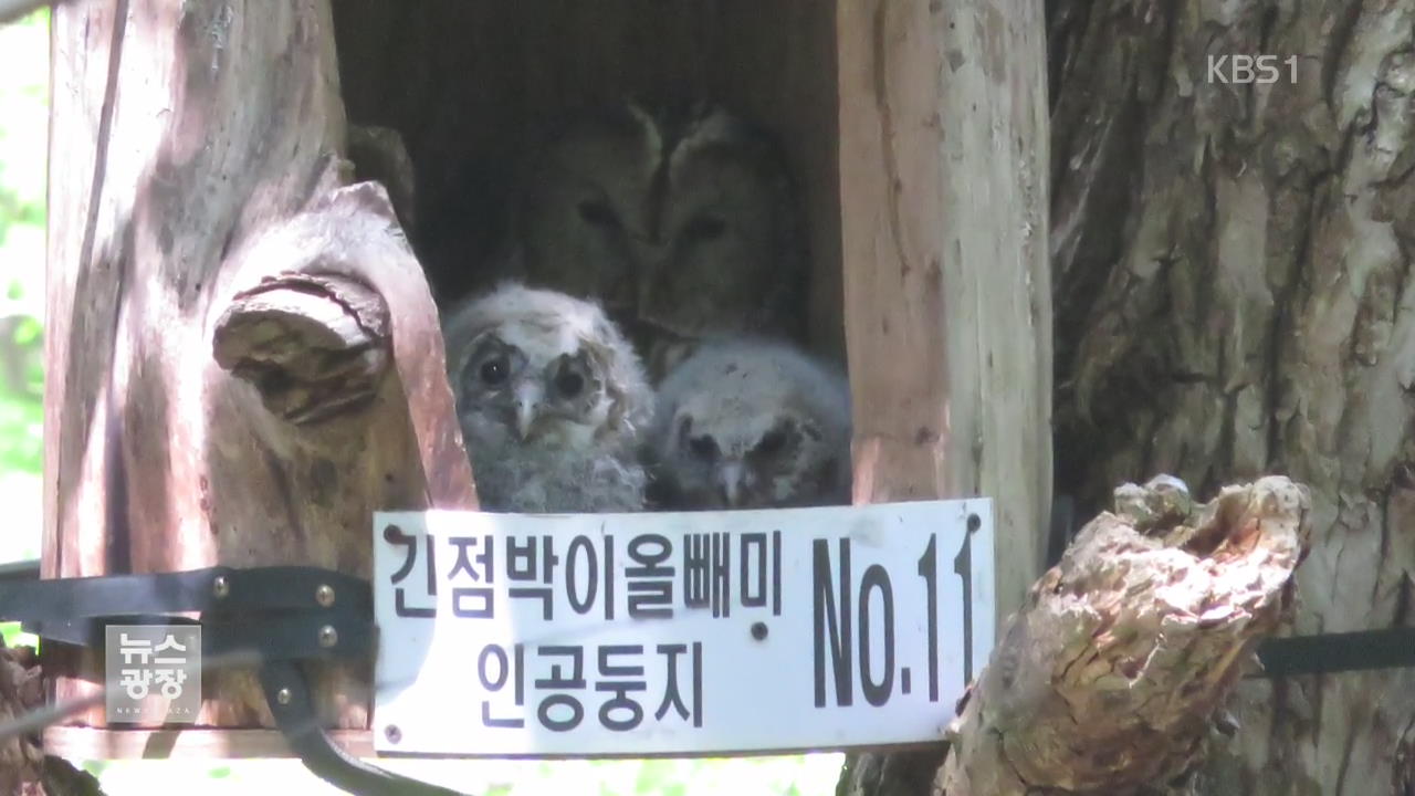 베일 벗은 ‘신비의 올빼미’…인공 둥지 첫 정착