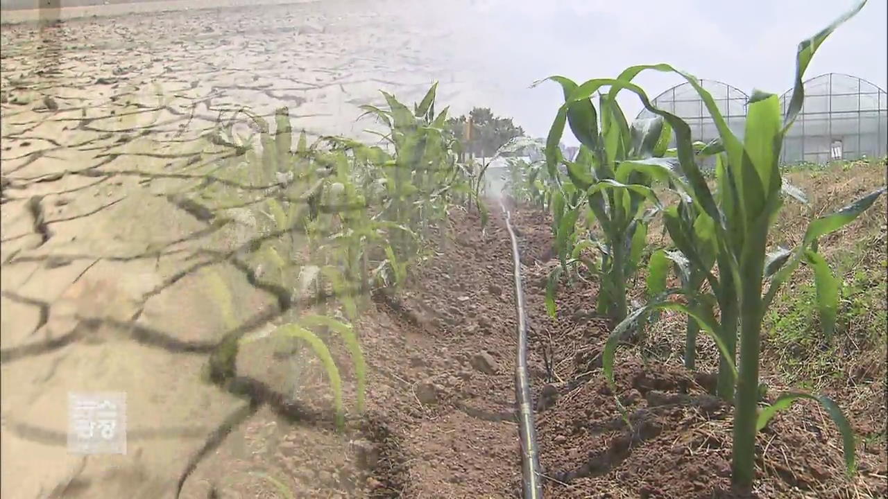 줄어드는 강수량…‘물 절약 농법’ 주목