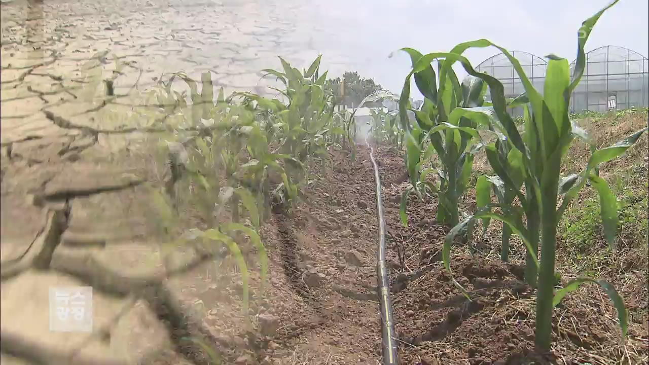 줄어드는 강수량…물 절약 농법 주목