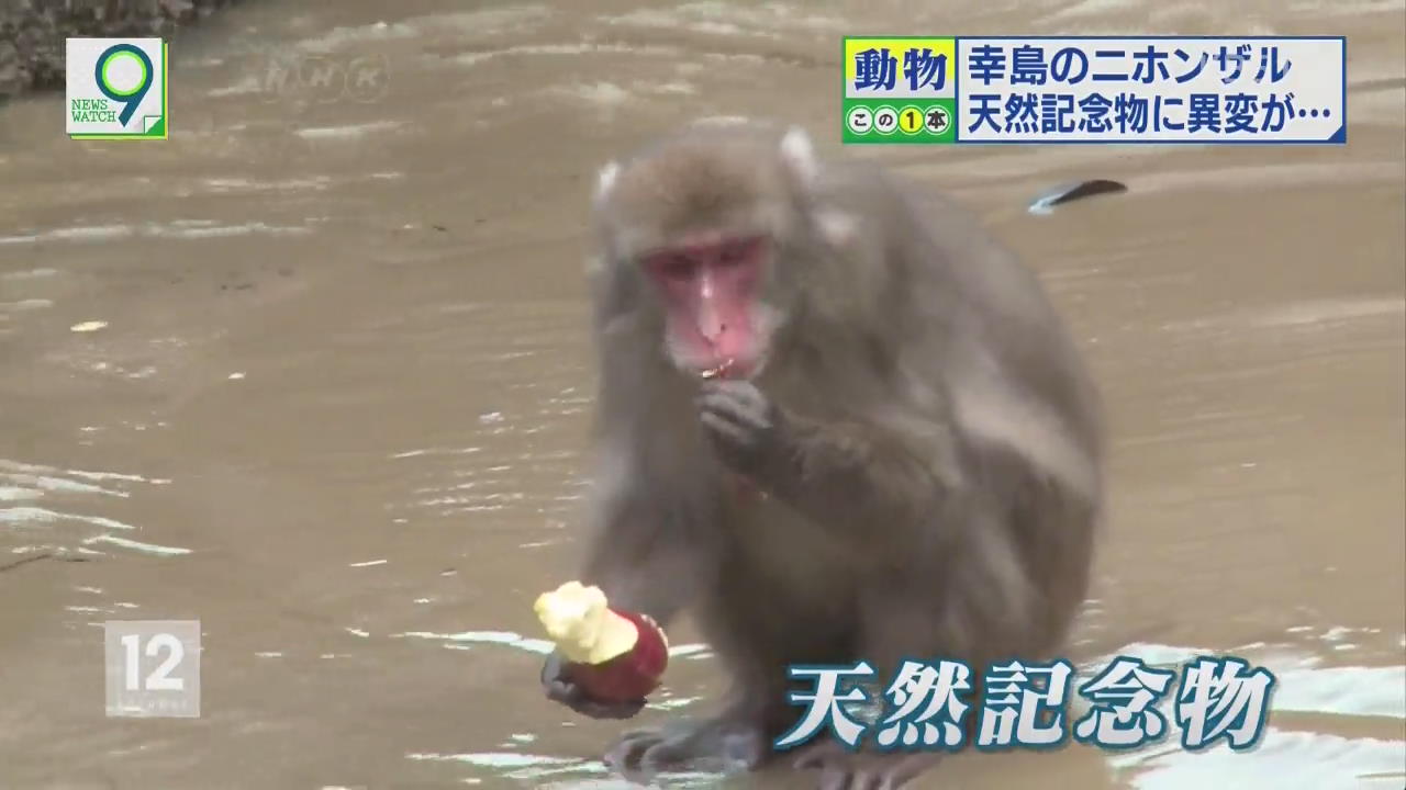 고지마 섬 일본원숭이 보호 ‘고심’