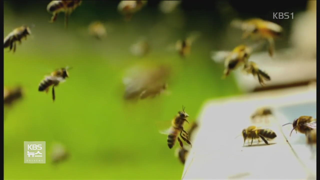 英 “살충제 ‘네오니코티노이드’ 꿀벌 죽인다”