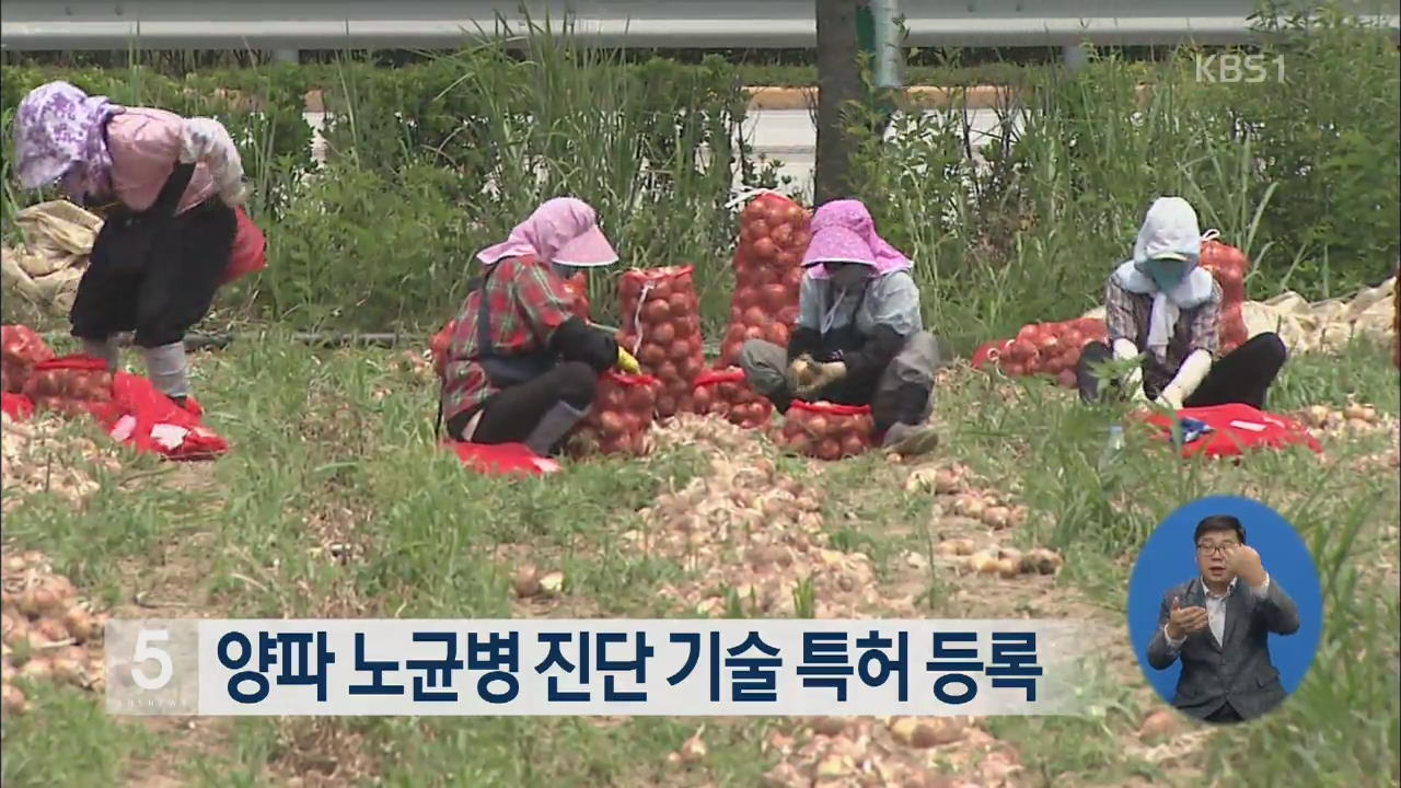 양파 노균병 진단 기술 특허 등록