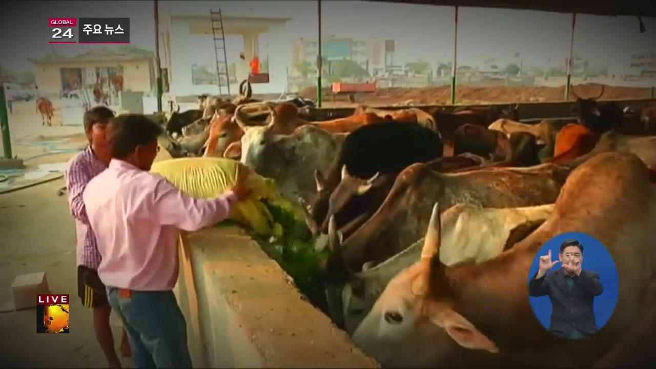 [글로벌24 주요뉴스] 인도, 소 도축용 거래 금지한 행정명령에 제동