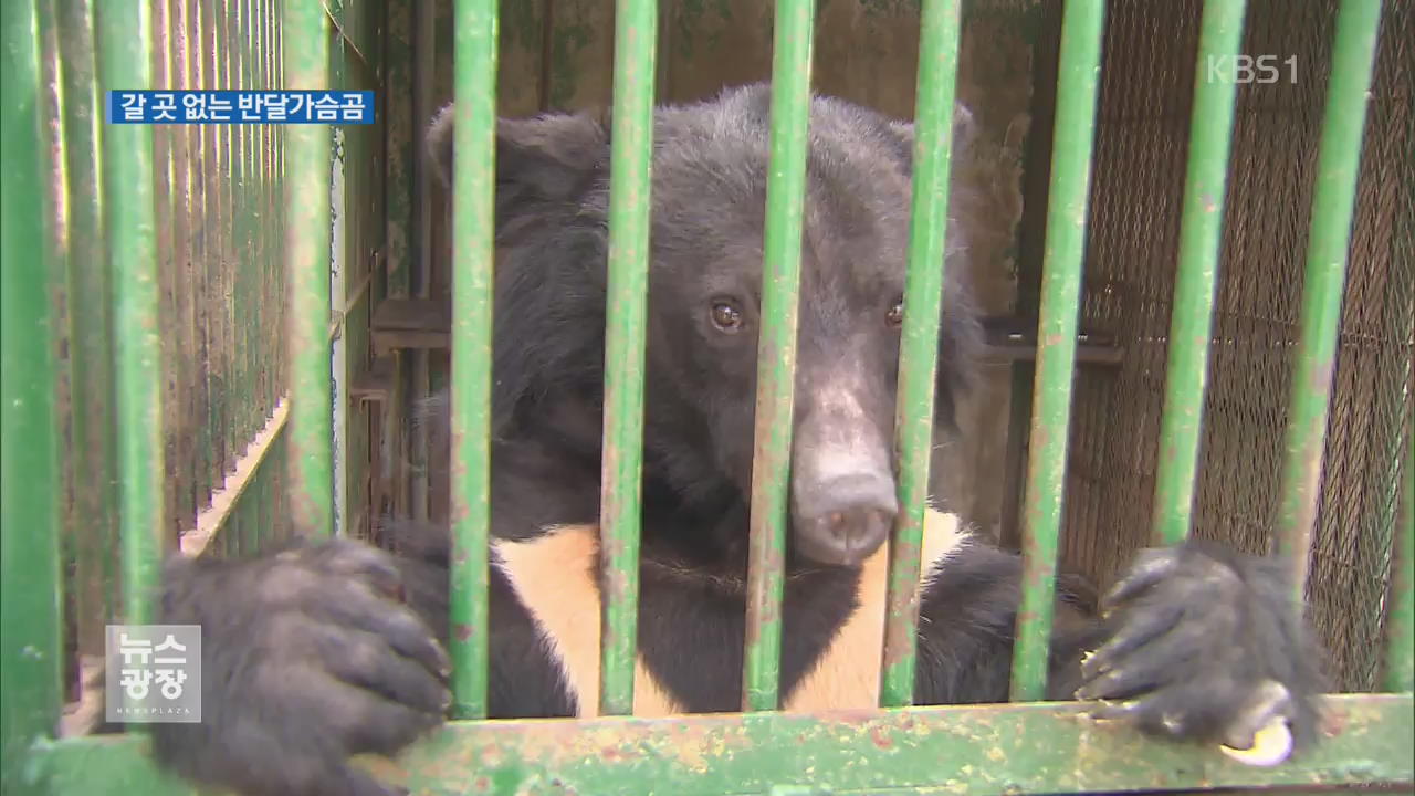 동물원 폐쇄…갈 곳 없는 반달가슴곰 ‘곰돌이’