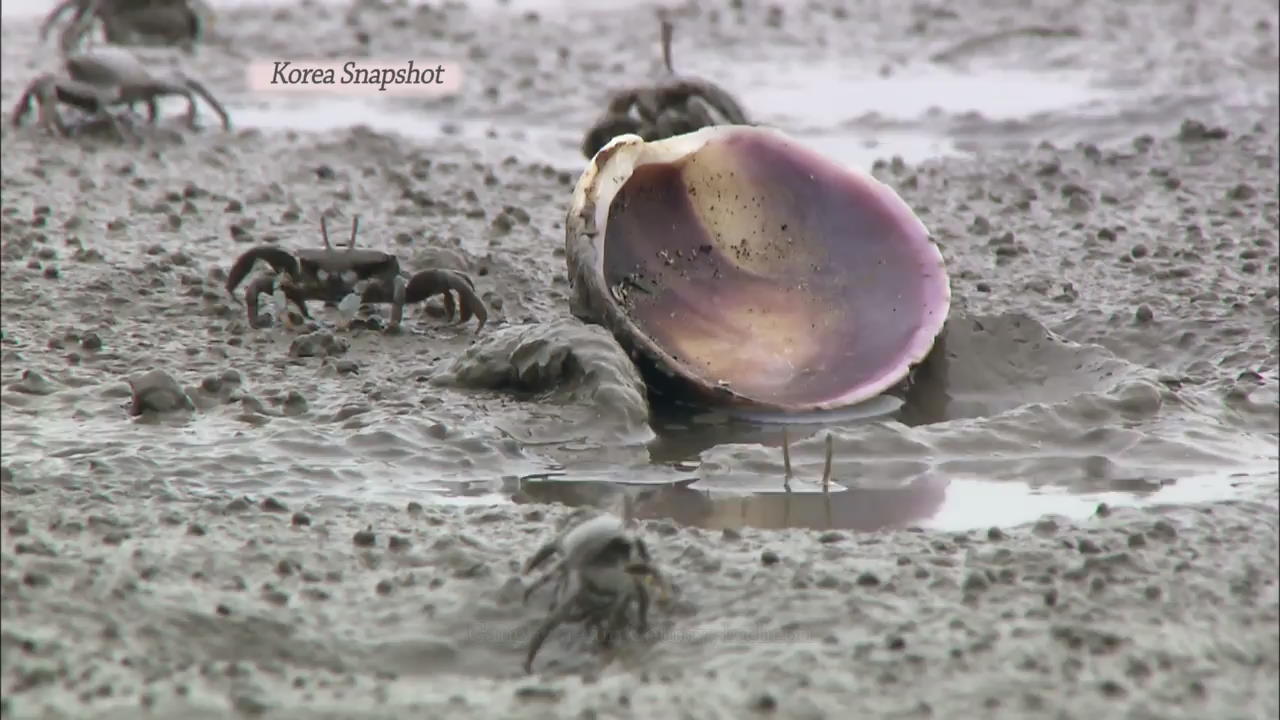 [Korea Snapshot] Ganghwa Mudflat Center