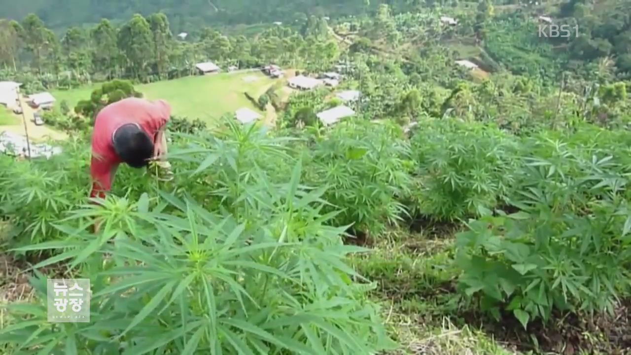 우루과이, 세계 첫 마리화나 합법 판매