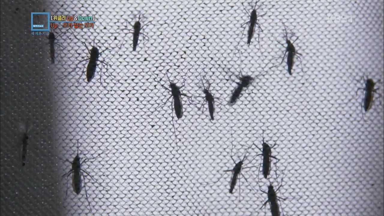 [위클리 Up&Down] 모기 잡는 모기·이란 수학자 미르자카니·과테말라 아이들