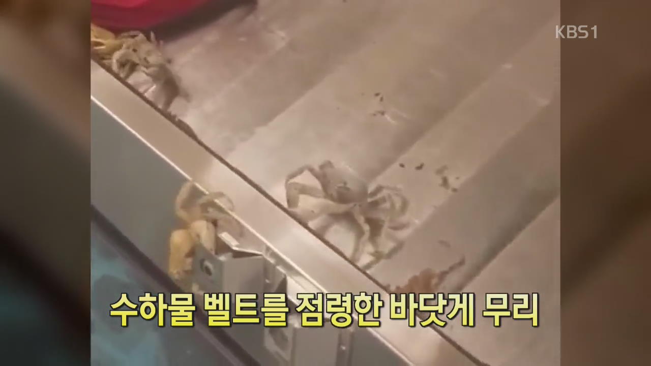 [디지털 광장] 수하물 벨트를 점령한 바닷게 무리