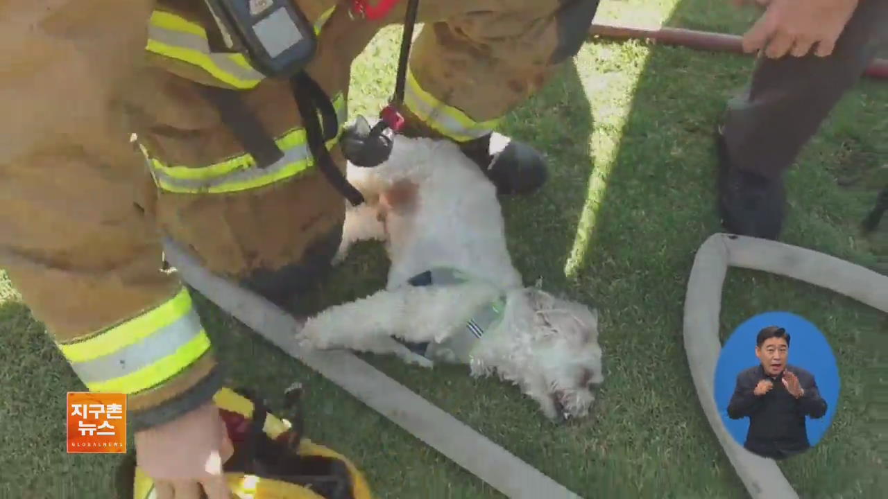 [지구촌 화제 영상] 화재로 의식 잃은 강아지 ‘구조’