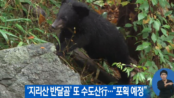 [30초 뉴스] ‘지리산 반달곰’ 또 수도산行…“포획 예정”