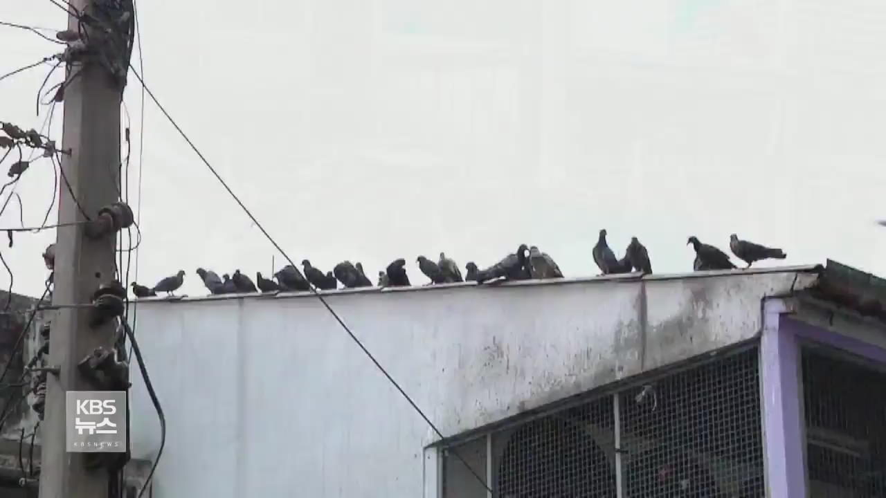 태국, 방콕의 비둘기 집 치우기