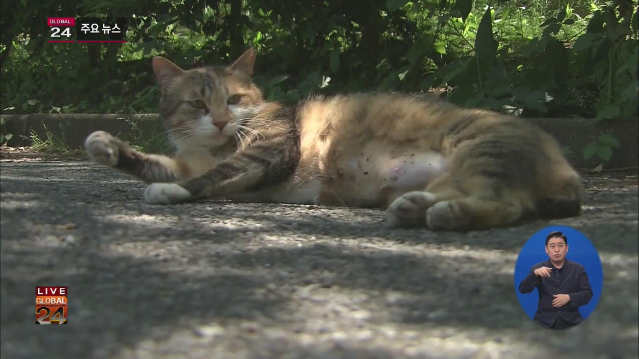 [글로벌24 주요뉴스] 日 50대, 고양이에 물린 뒤 야생진드기병 감염 사망