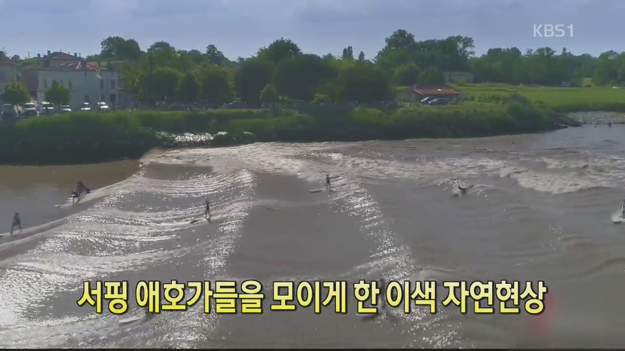 [디지털 광장] 서핑 애호가들을 모이게 한 이색 자연현상