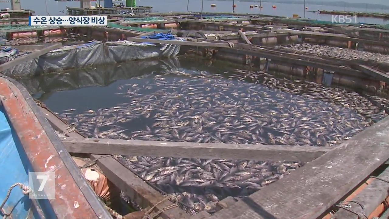 폭염에 수온 급상승…양식어가 초비상