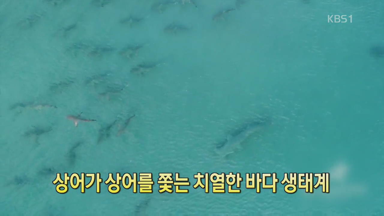 [디지털 광장] 상어가 상어를 쫓는 치열한 바다 생태계