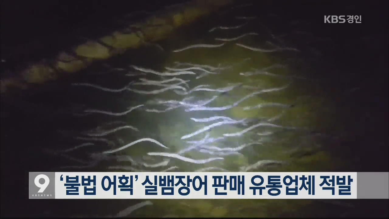 ‘불법 어획’ 실뱀장어 판매 유통업체 적발