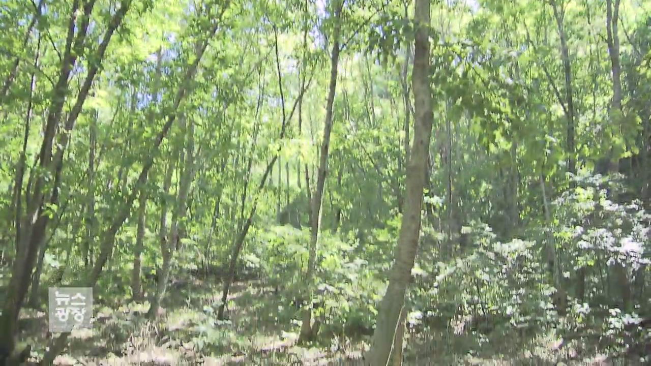 “숲 속에서 힐링”…휴양림 90% 예약 완료