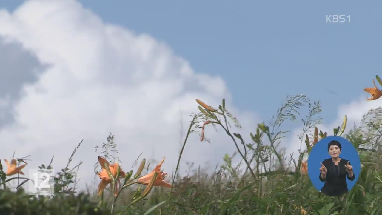 지리산 야생화 만개…“구름 위 하늘 정원”