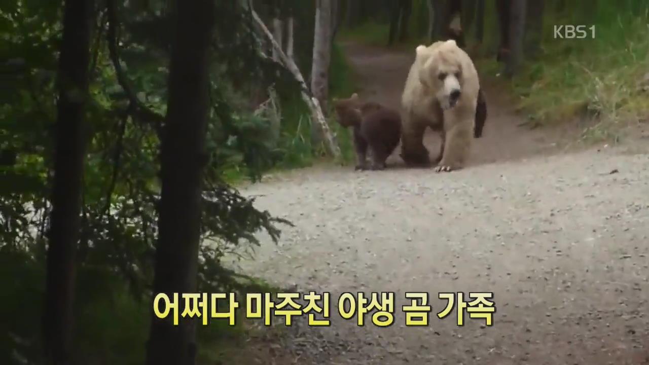 [디지털 광장] 어쩌다 마주친 야생 곰 가족