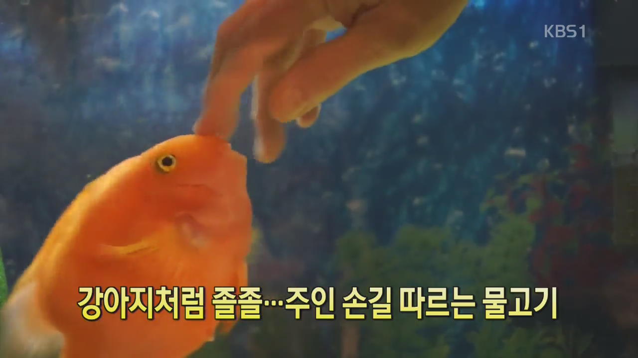 [디지털 광장] 강아지처럼 졸졸…주인 손길 따르는 물고기