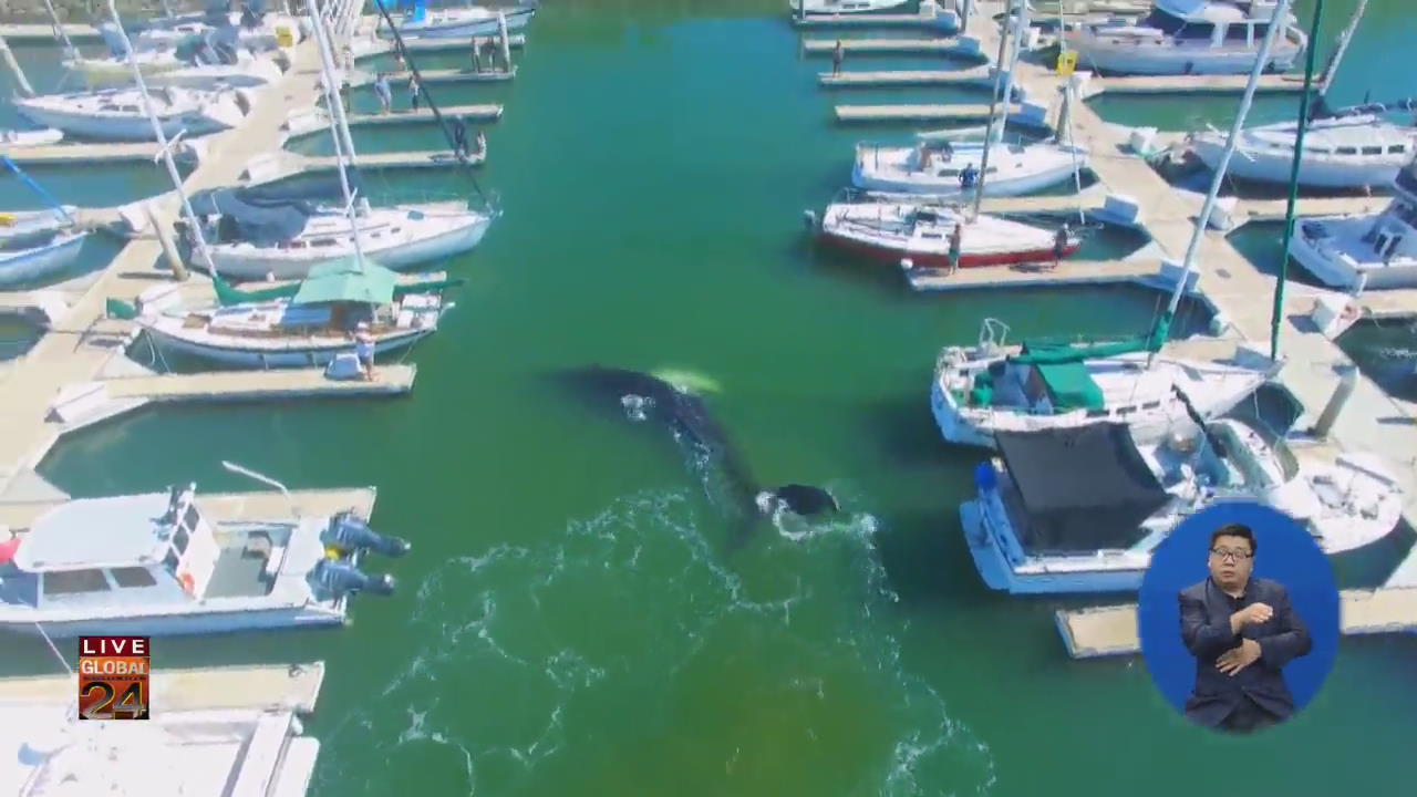 [글로벌24 브리핑] “출구는 어디죠?” 항구에 갇힌 혹등고래