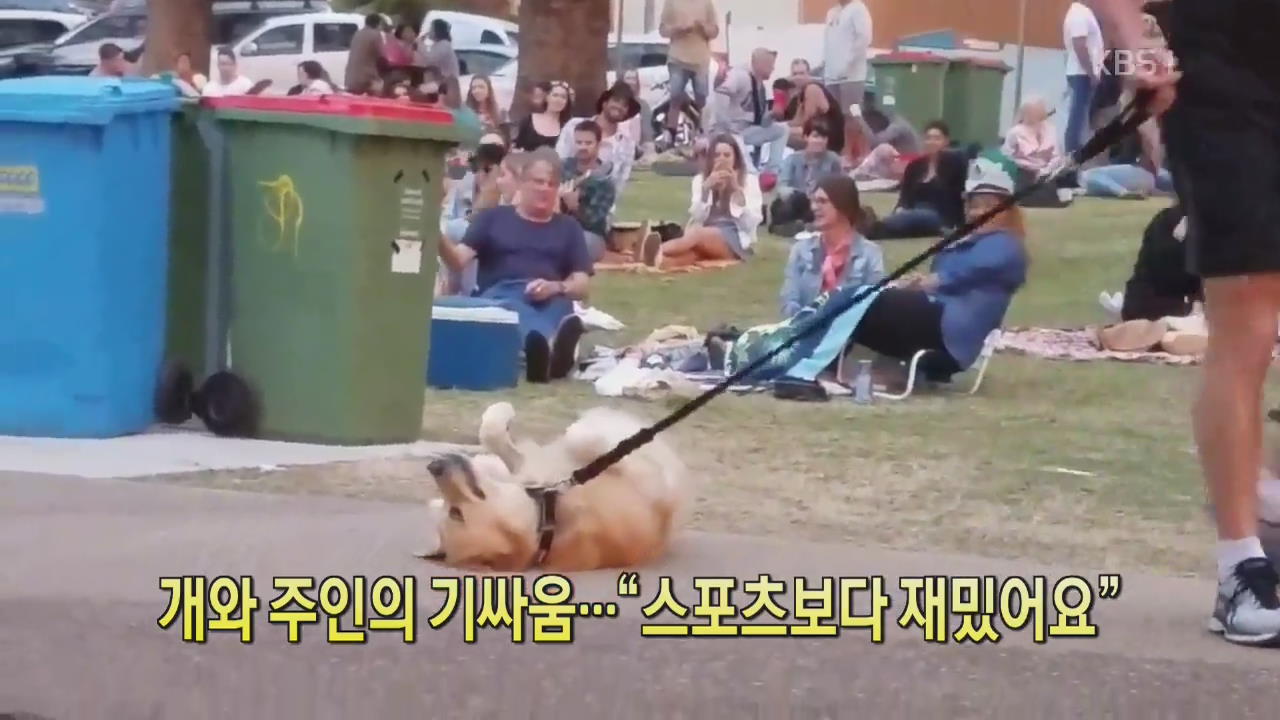 [디지털 광장] 개와 주인의 기 싸움…“스포츠보다 재밌어요”