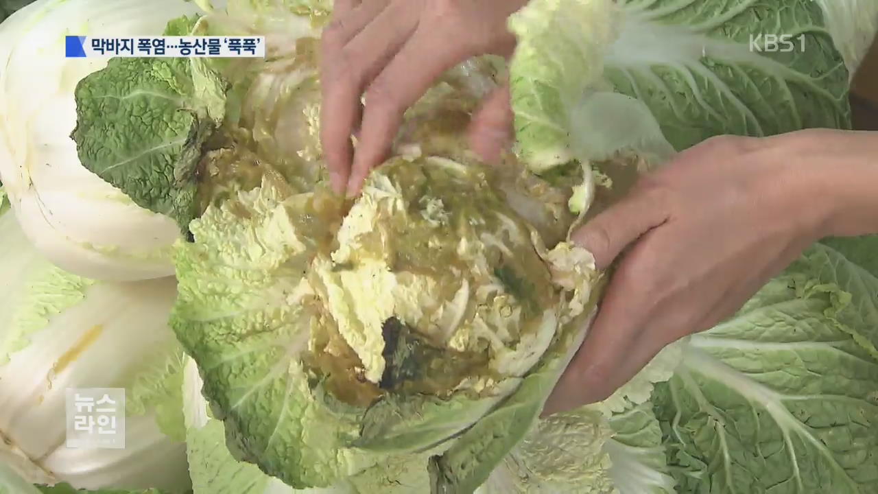 무르고 상하고…더위 먹은 농수산물