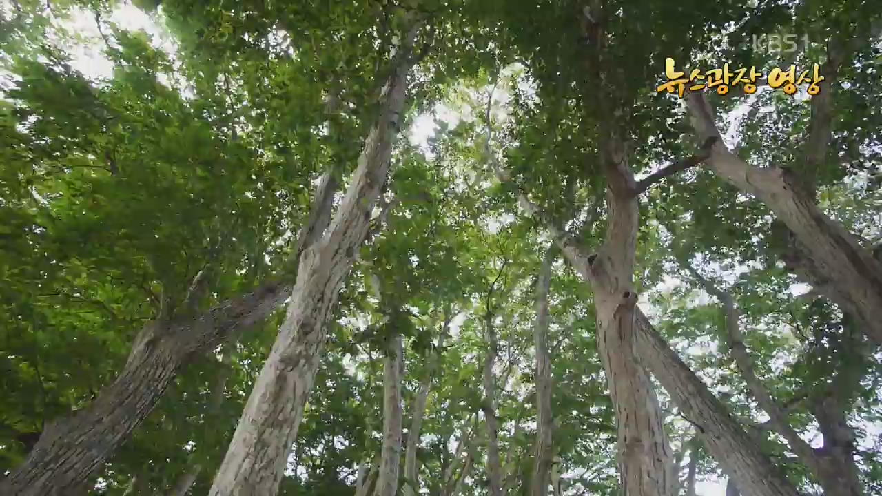 [뉴스광장 영상] 서어나무 숲