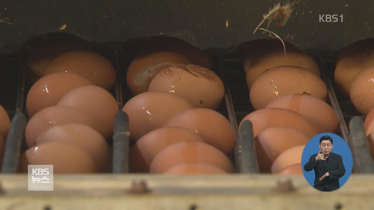국내산 달걀에서도 살충제 검출…대형마트 판매중단