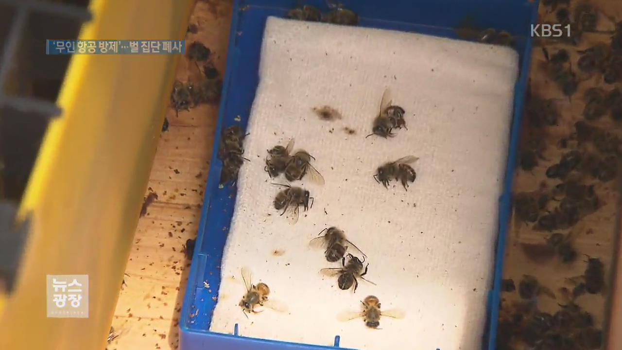 예고 없는 ‘무인 항공 방제’에 벌 집단 폐사