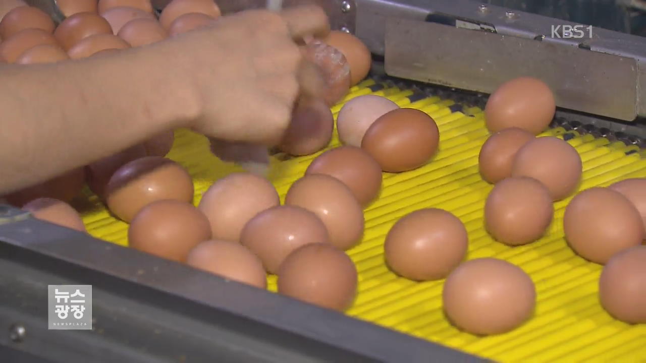 ‘살충제 달걀’ 회수율 20% 미만…3,300만 개 팔려