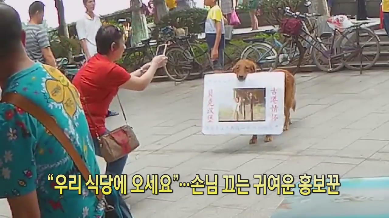 [디지털 광장] “우리 식당에 오세요”…손님 끄는 귀여운 홍보꾼