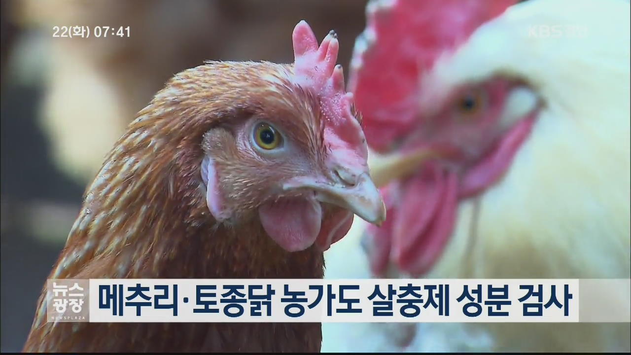 메추리·토종닭 농가도 살충제 성분 검사