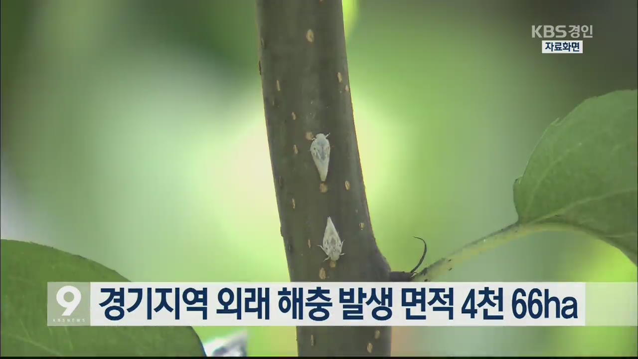 경기지역  외래 해충 발생 면적 4천 66ha