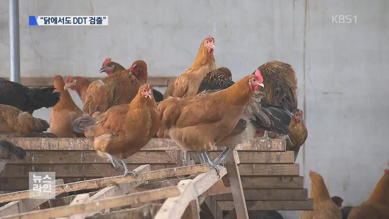달걀 이어 닭에서도…기준치 초과 DDT 검출