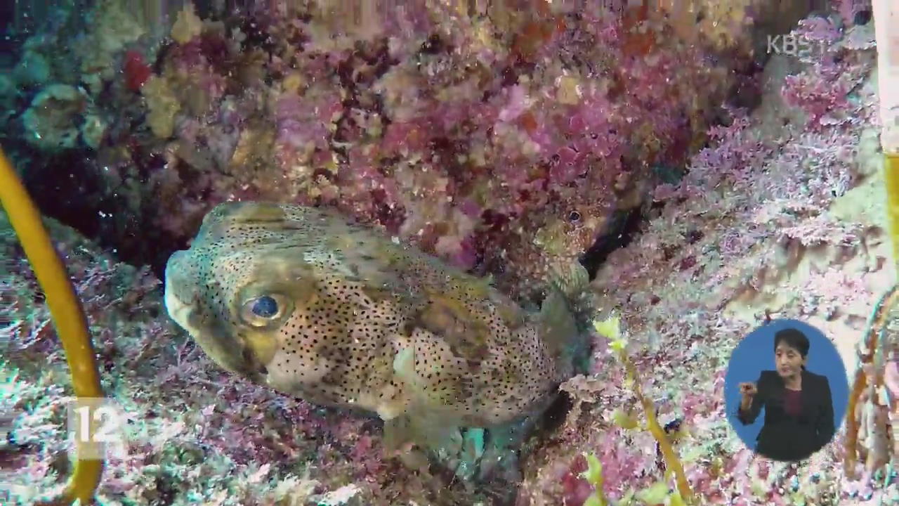 마라도의 수중 비경…보호대상 해양생물 발견