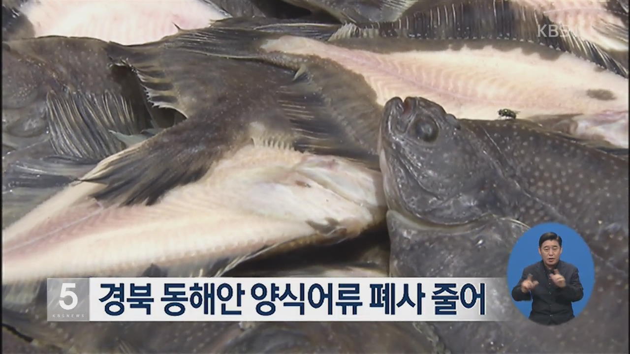 경북 동해안 양식어류 폐사 줄어