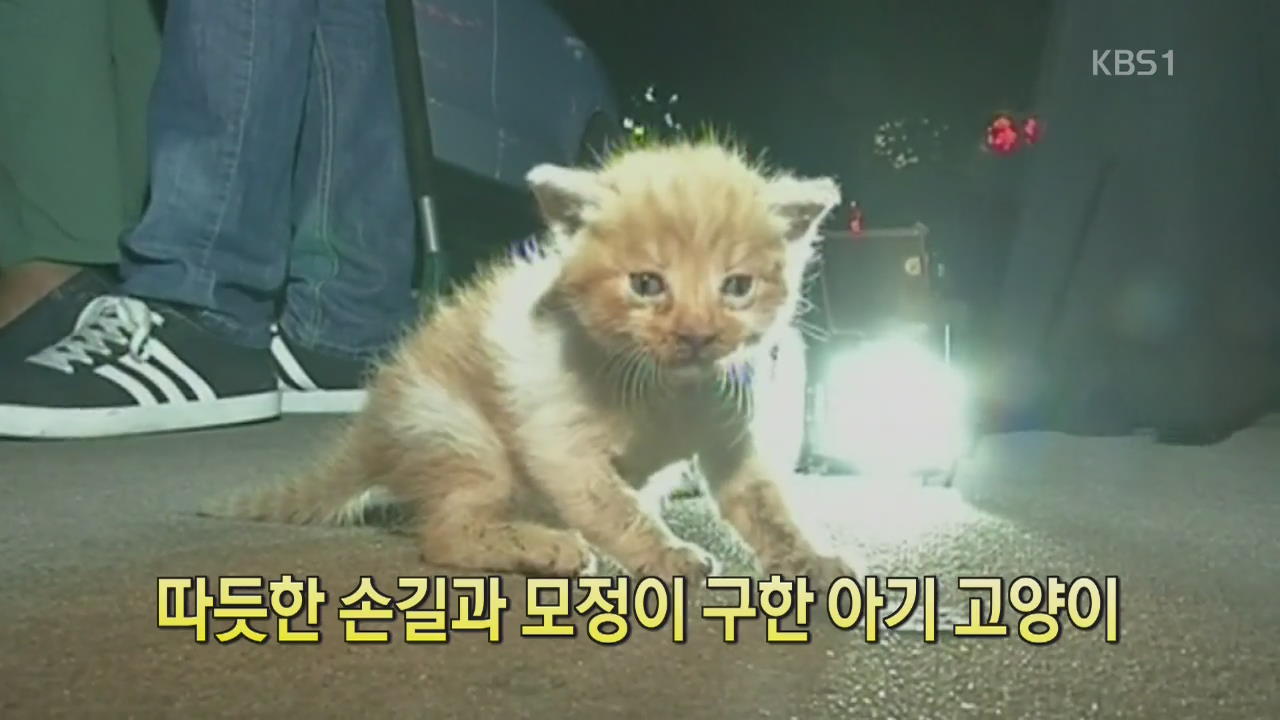 [디지털 광장] 따듯한 손길과 모정이 구한 아기 고양이