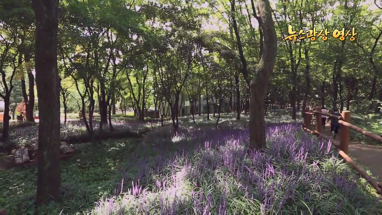 [뉴스광장 영상] 보라색으로 물든 맥문동꽃