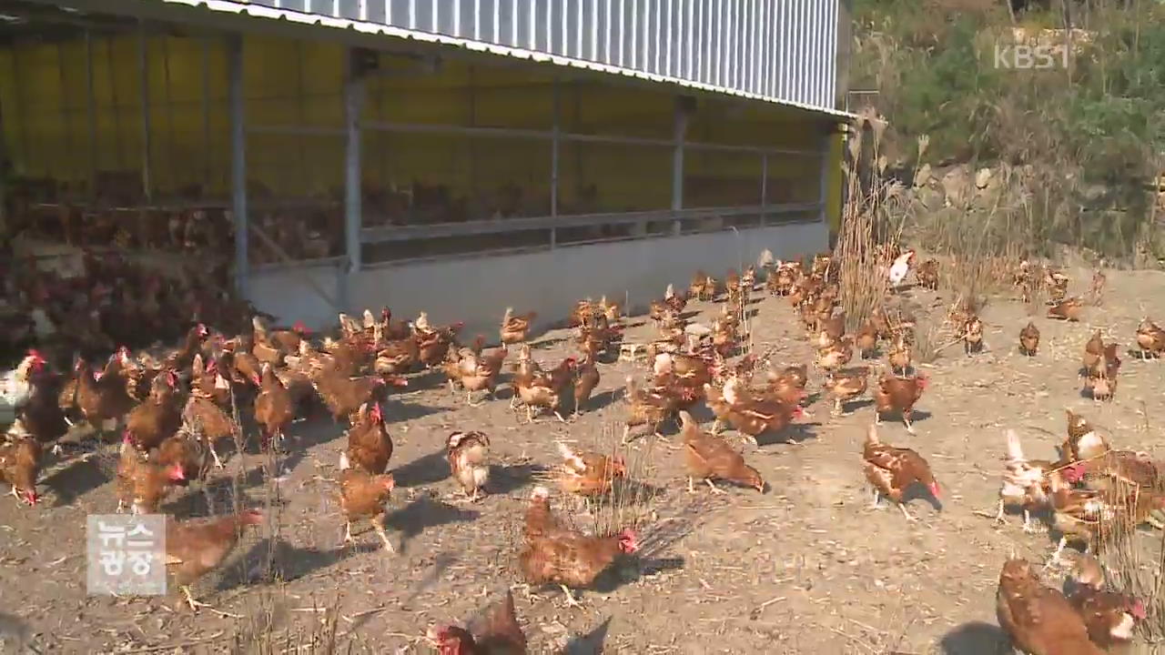 밀집 사육 환경 개선…산 닭·오리 유통 금지