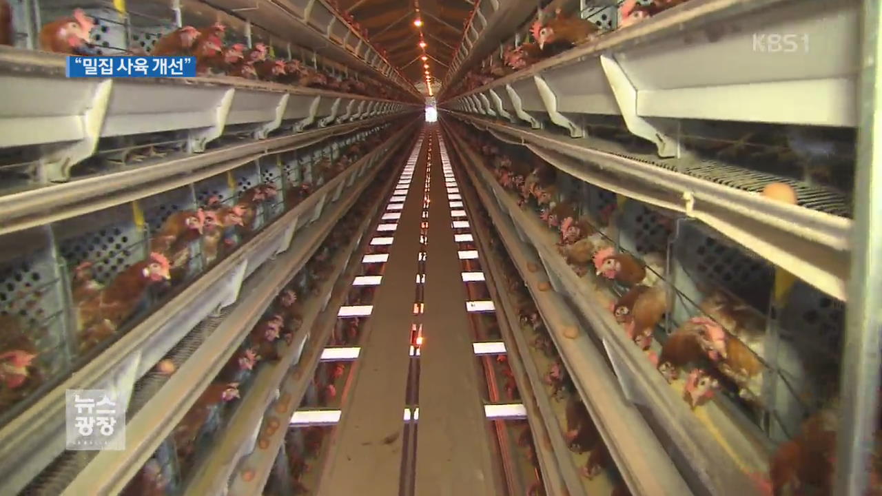밀집 사육 환경 개선…산 닭·오리 유통 금지