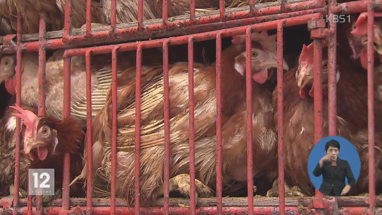 밀집 사육 환경 개선…생 닭·오리 유통 금지