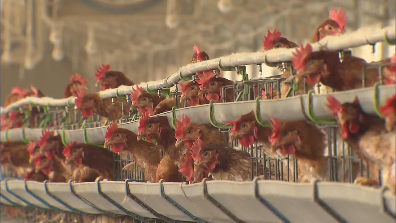 Poultry Farm Safety