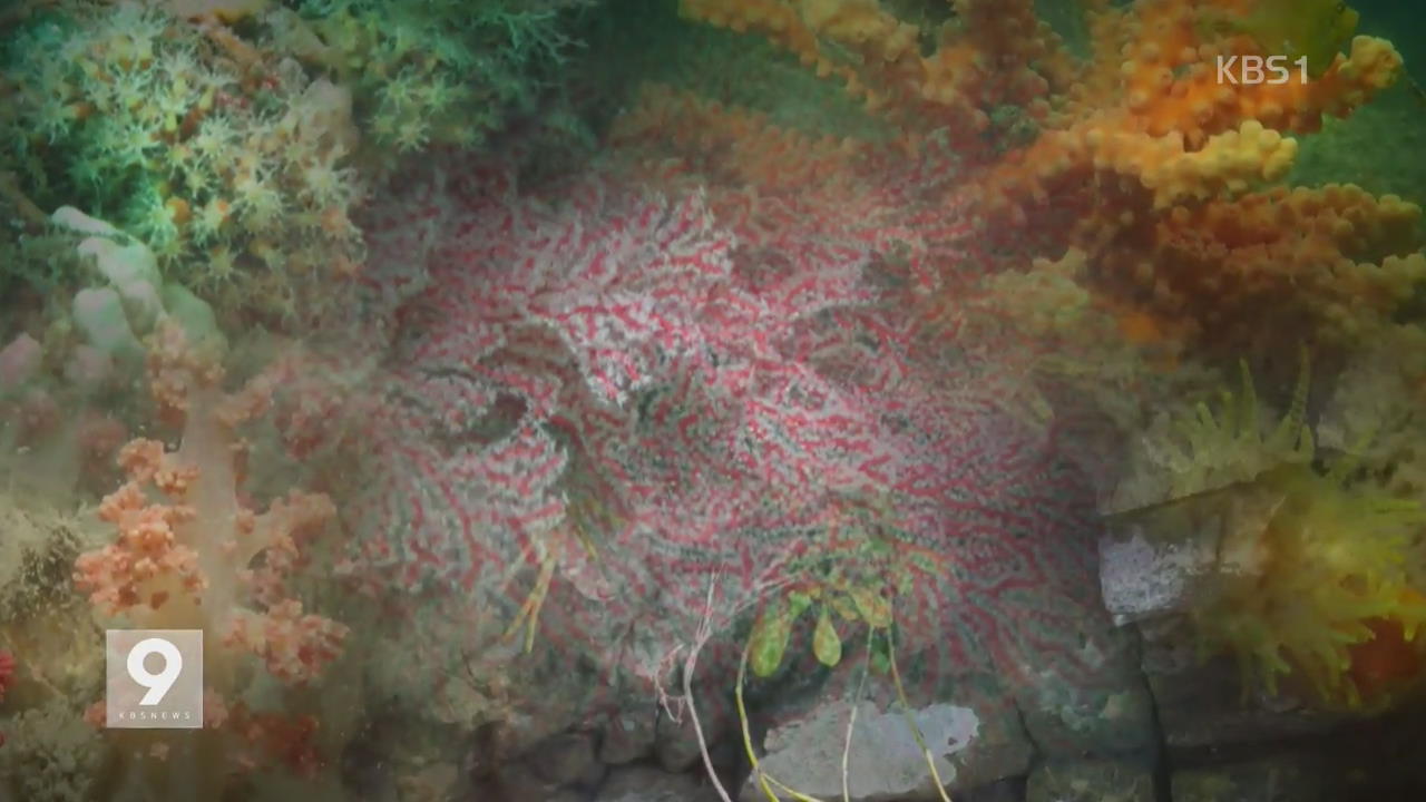 ‘생태 보고’ 다도해서 멸종위기 ‘유착나무돌 산호’ 발견