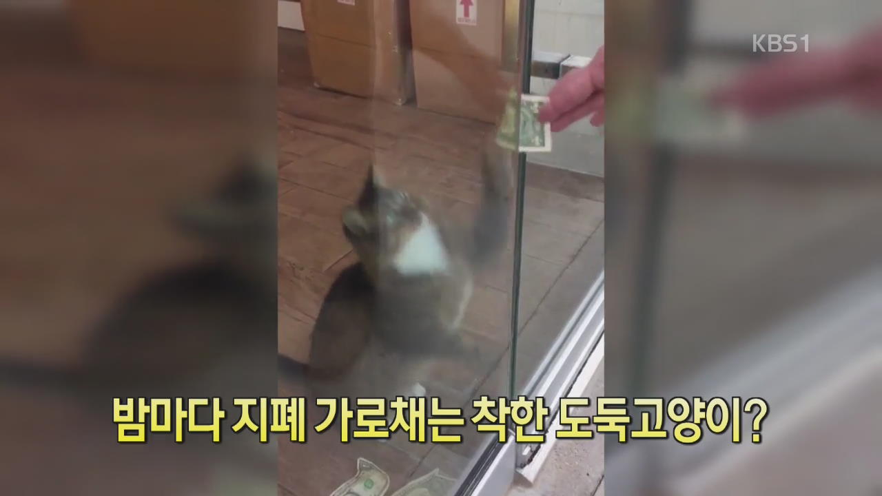 [디지털 광장] 밤마다 지폐 가로채는 착한 도둑 고양이?