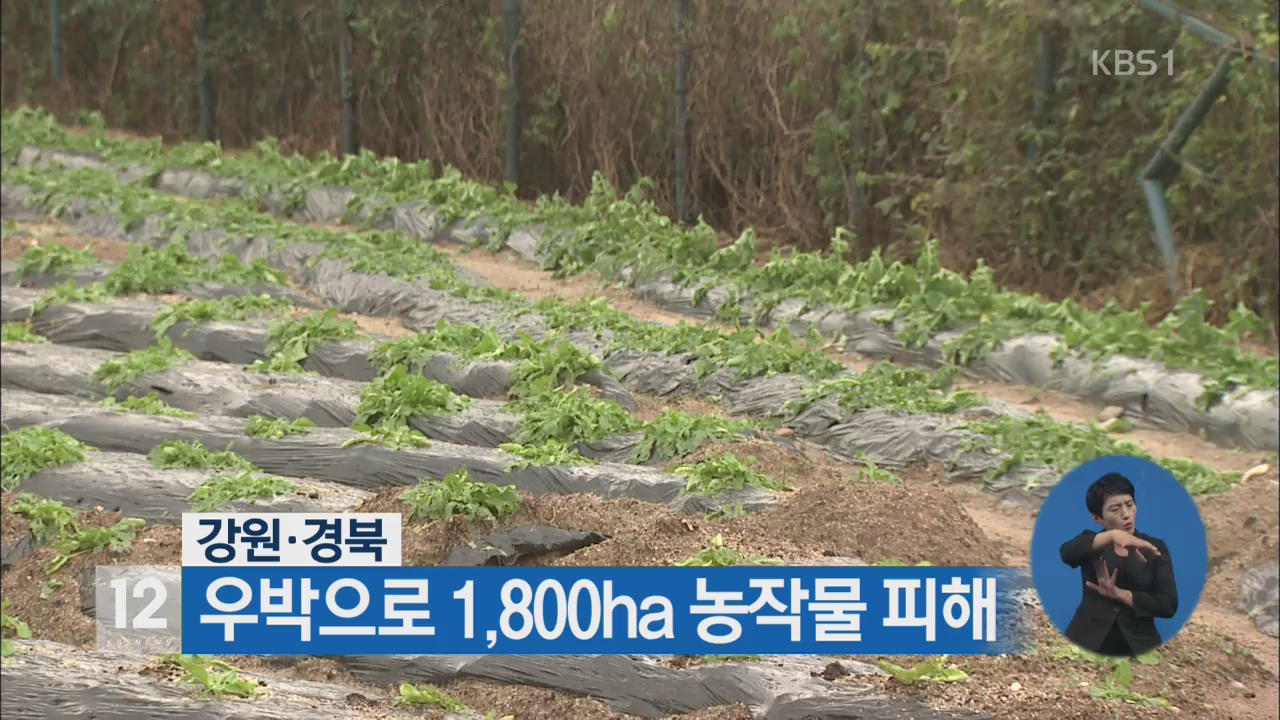 강원·경북, 우박으로 1,800ha 농작물 피해