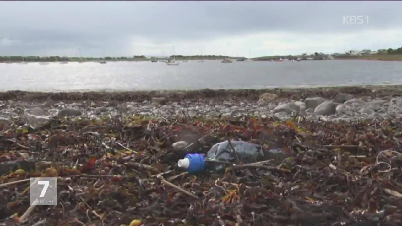 해양 플라스틱 쓰레기, 바닷새에 치명적