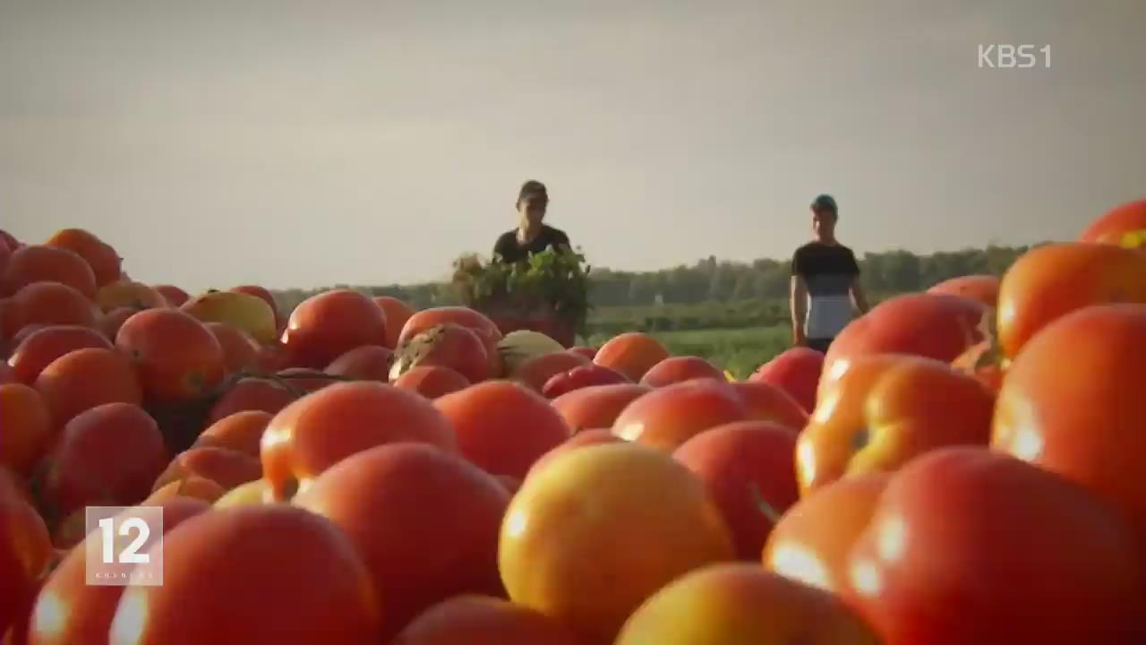 이스라엘, 가뭄 견디는 토마토 품종 개발